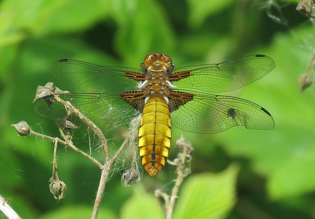  Broad Bodied Chaser (Female) 